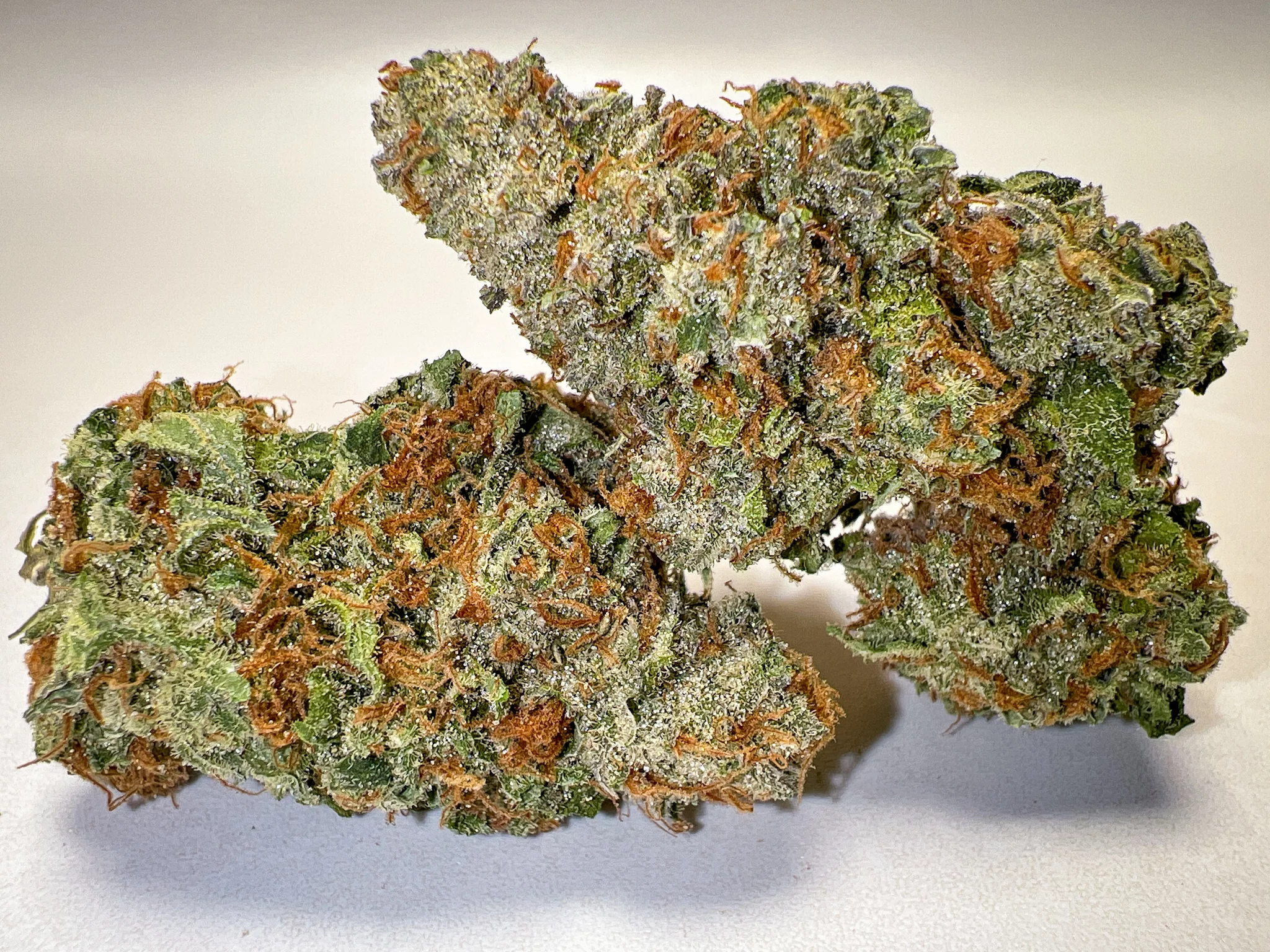 Close up single Exodus Cheese AAA indoor cannabis bud