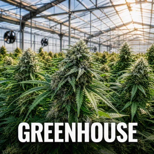 Greenhouse