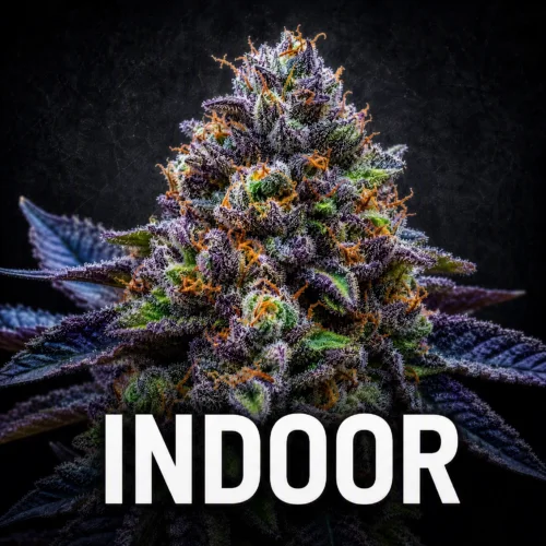 Indoor
