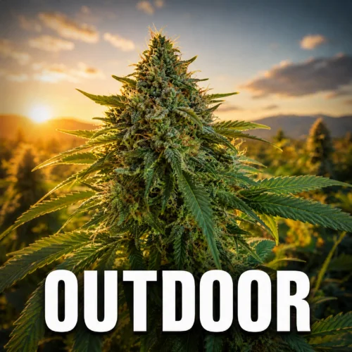 Outdoor
