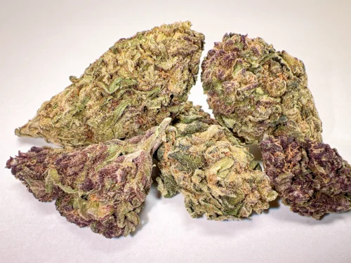 Swazi x Grand Daddy Purple outdoor cannabis flower selection swazi weed zol grape